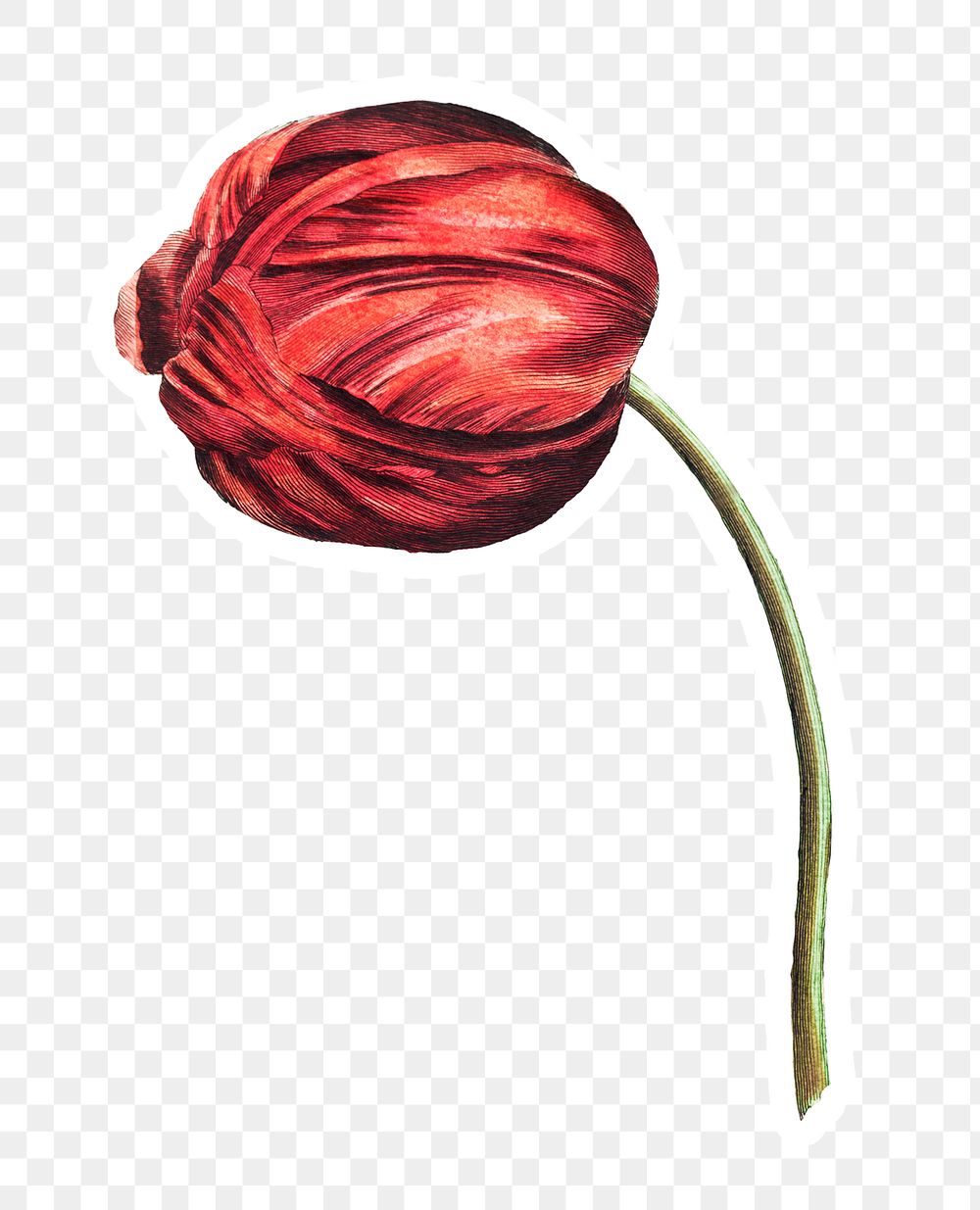 Vintage red tulip flower sticker with white border