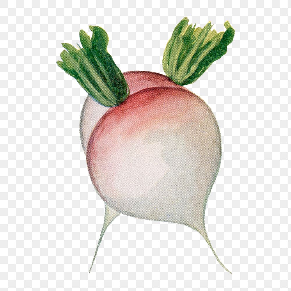 Turnip png clip art, vintage watercolor graphic, digitally enhanced from our own original copy of The Open Door to…