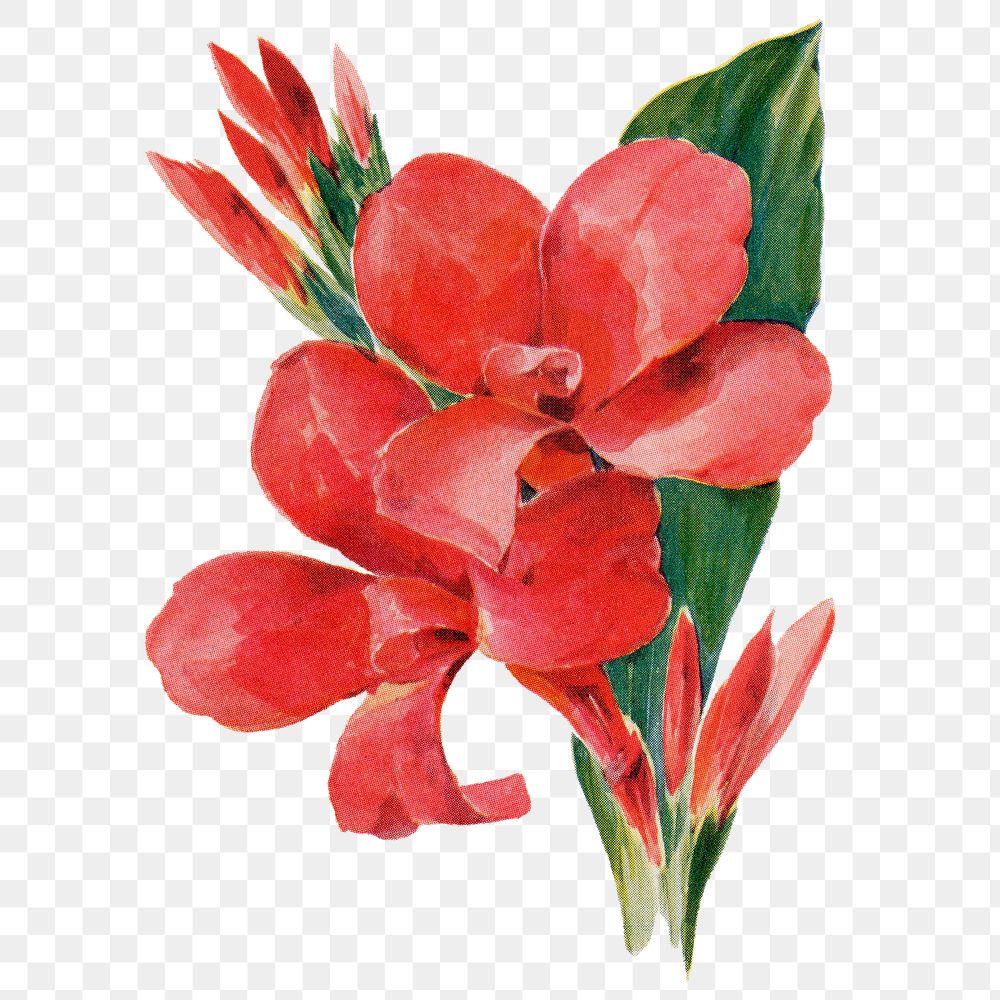 Canna flower png sticker, watercolor illustration, digitally enhanced from our own original copy of The Open Door to…
