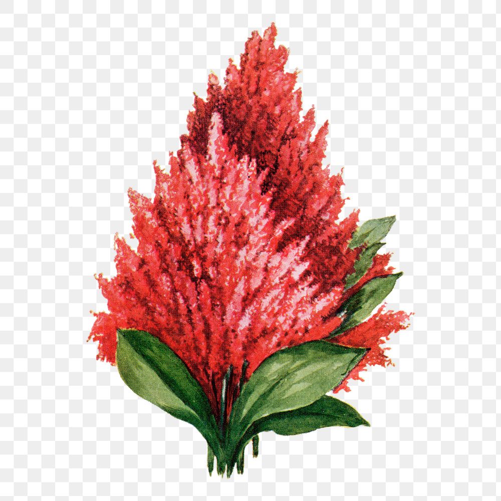 Celosia flower png sticker, watercolor illustration, digitally enhanced from our own original copy of The Open Door to…