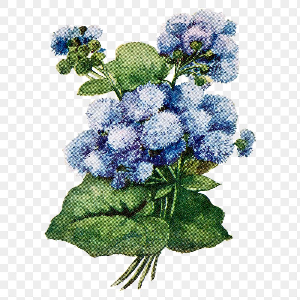 Ageratum flower png sticker, watercolor illustration, digitally enhanced from our own original copy of The Open Door to…