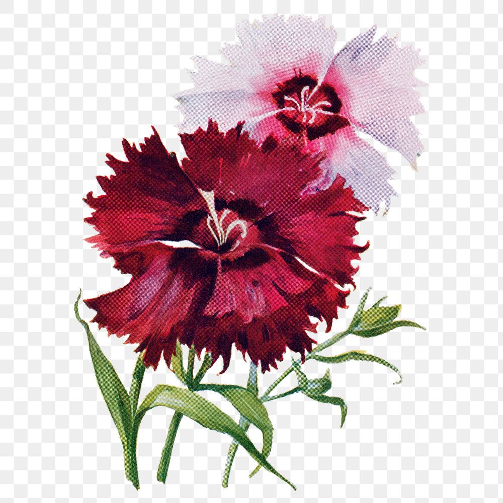 Dianthus flower png sticker, watercolor illustration, digitally enhanced from our own original copy of The Open Door to…
