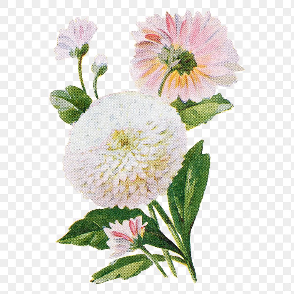 Double Daisy flower png sticker, watercolor illustration, digitally enhanced from our own original copy of The Open Door to…