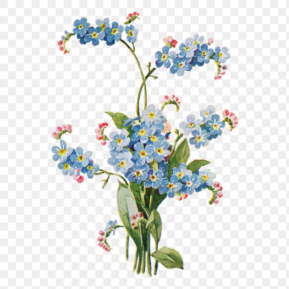 Forget me not flower png sticker, watercolor illustration, digitally enhanced from our own original copy of The Open Door to…