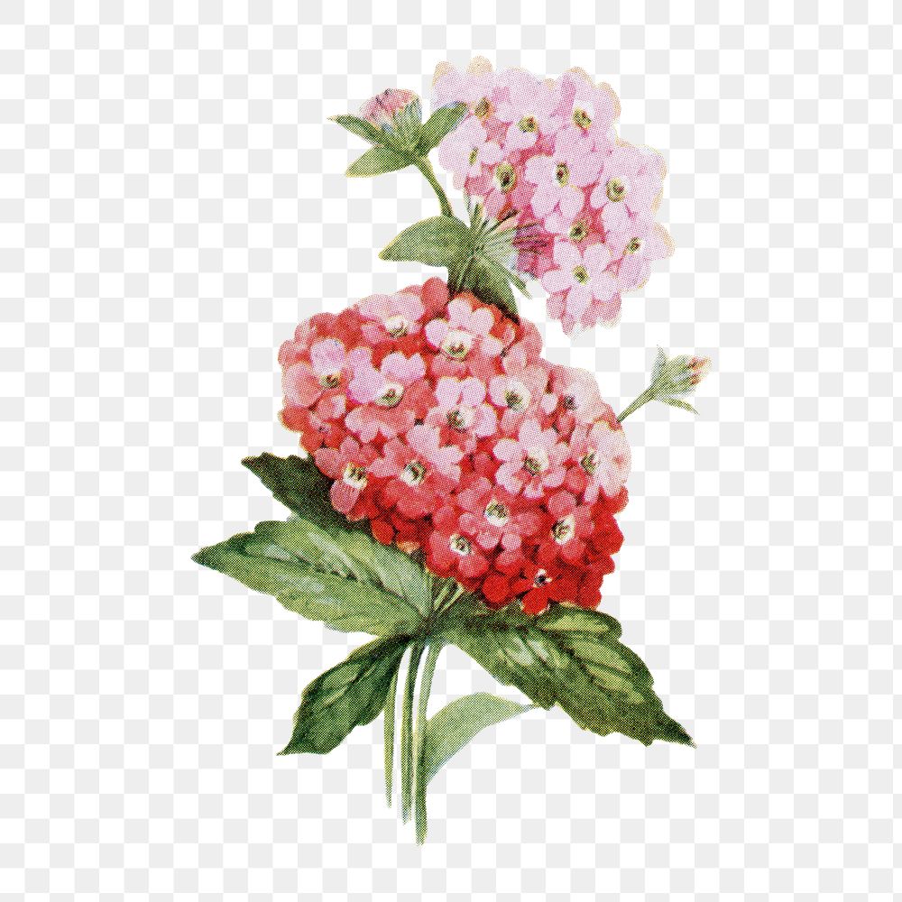Verbena flower png sticker, watercolor illustration, digitally enhanced from our own original copy of The Open Door to…