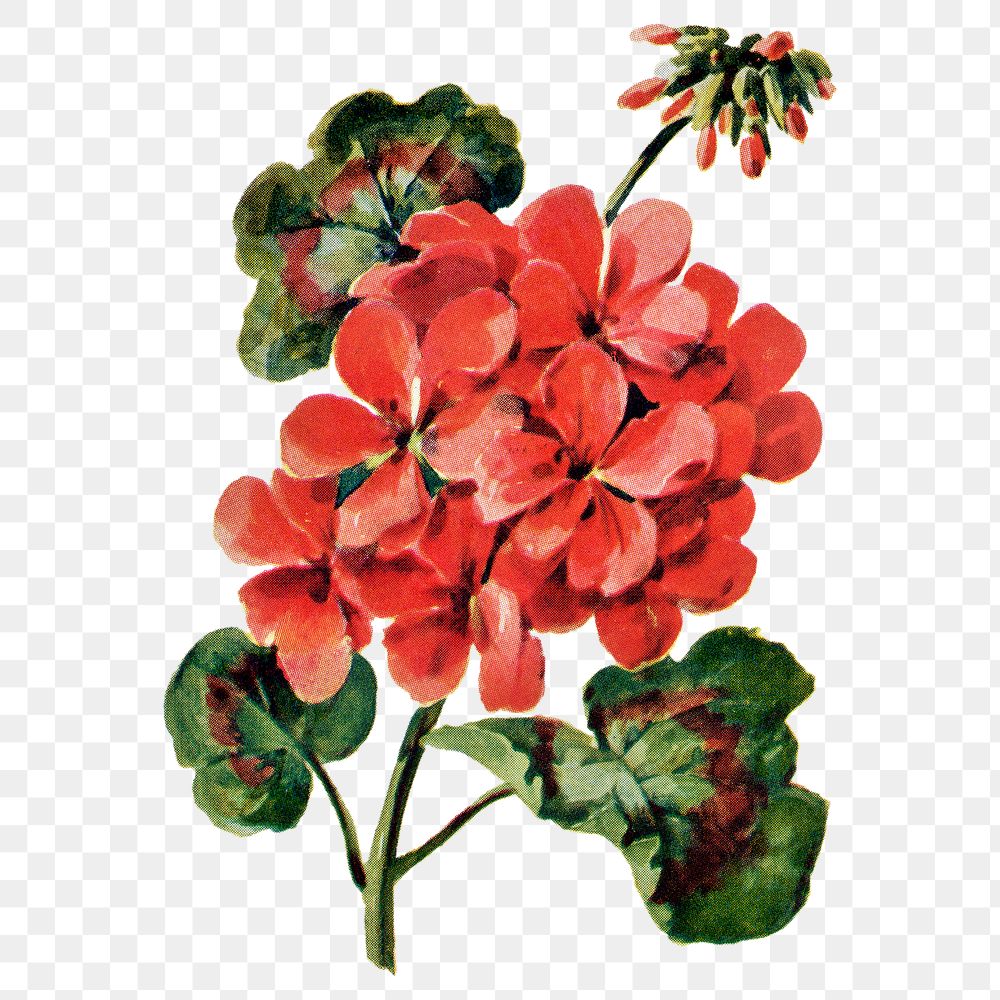 Geranium flower png sticker, watercolor illustration, digitally enhanced from our own original copy of The Open Door to…