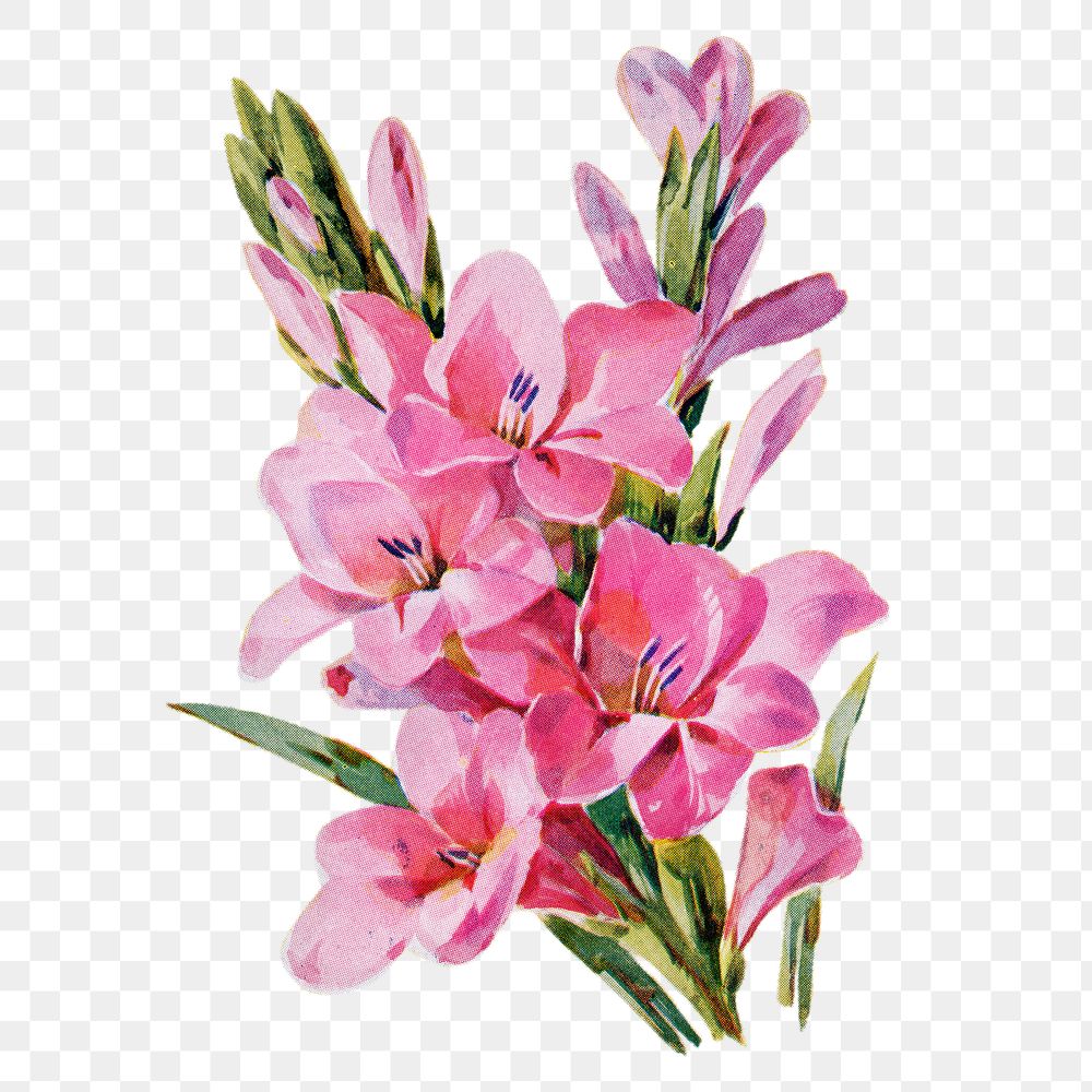 Gladiolus flower png sticker, watercolor illustration, digitally enhanced from our own original copy of The Open Door to…