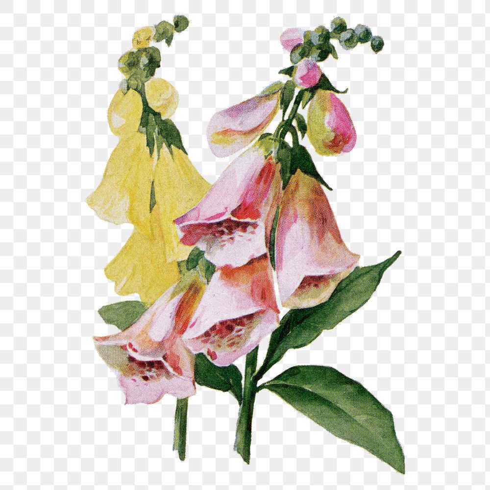 Fox glove flower png sticker, watercolor illustration, digitally enhanced from our own original copy of The Open Door to…