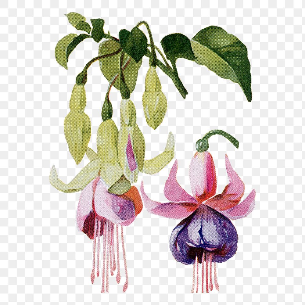 Fuchsias flower png sticker, watercolor illustration, digitally enhanced from our own original copy of The Open Door to…