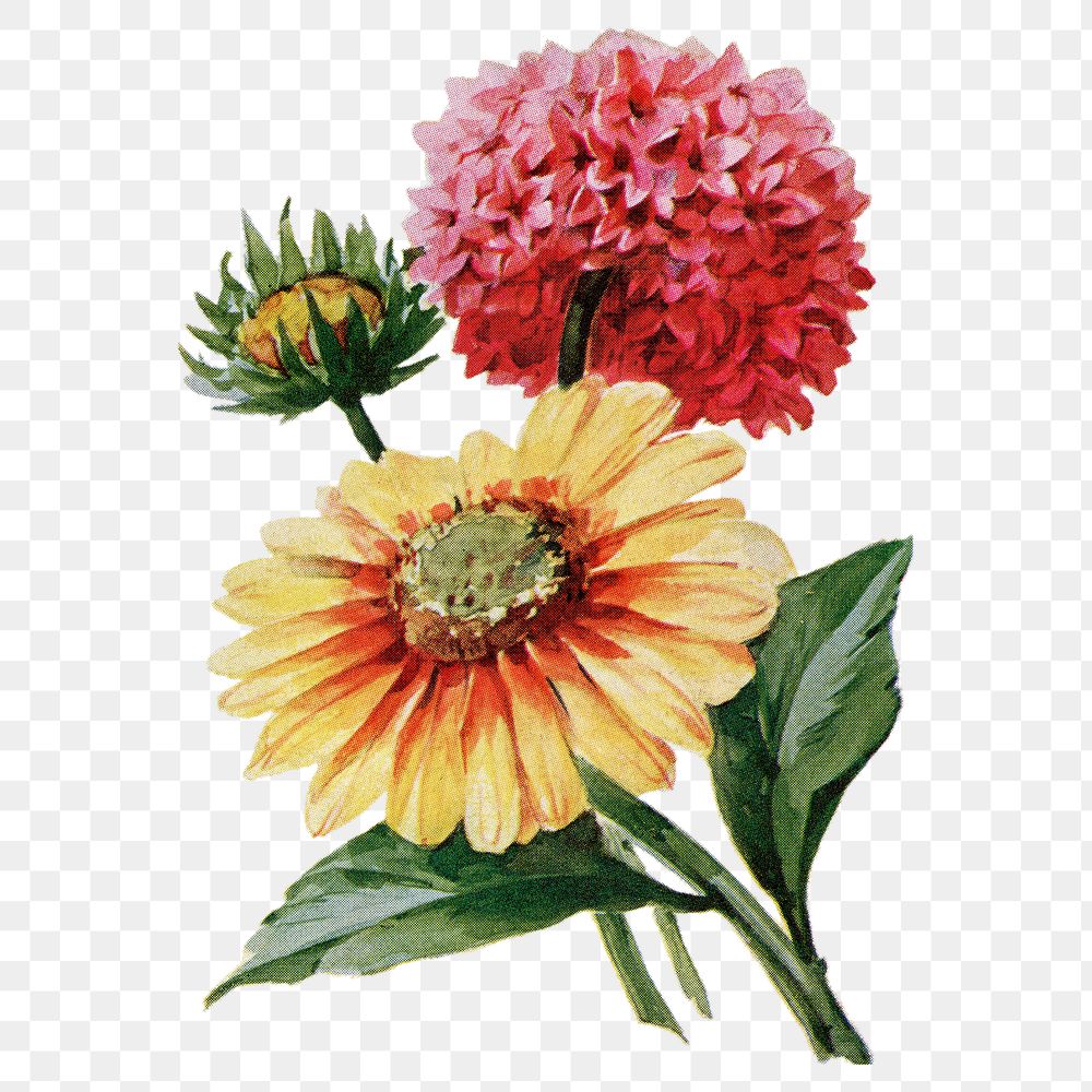 Gaillardia flower png sticker, watercolor illustration, digitally enhanced from our own original copy of The Open Door to…