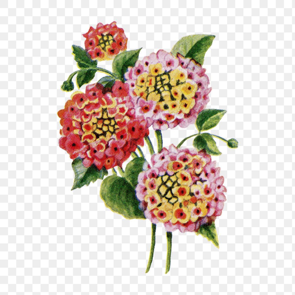 Lantana flower png sticker, watercolor illustration, digitally enhanced from our own original copy of The Open Door to…