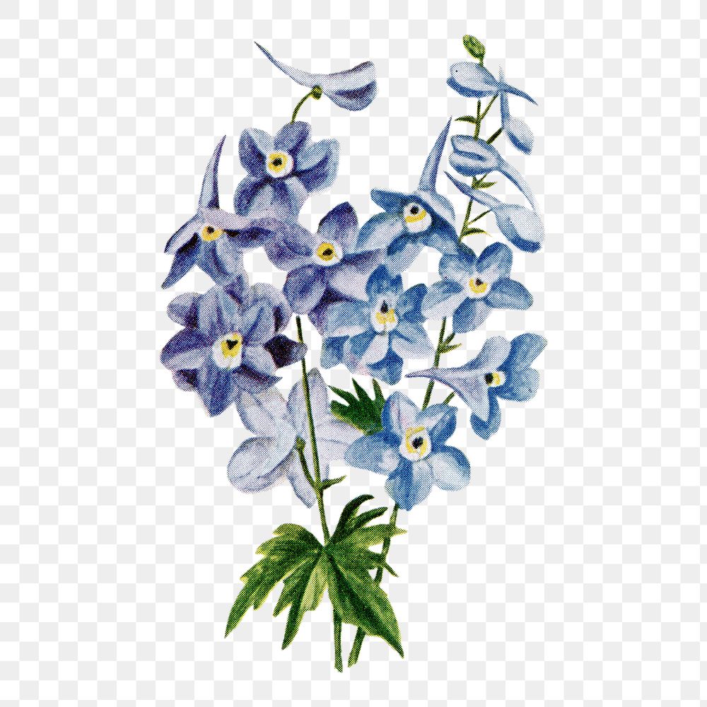 Larkspur flower png sticker, watercolor illustration, digitally enhanced from our own original copy of The Open Door to…