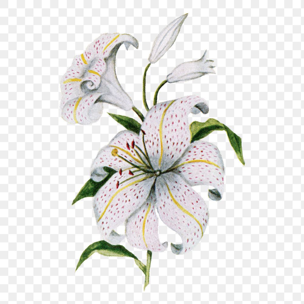 Lilies flower png sticker, watercolor illustration, digitally enhanced from our own original copy of The Open Door to…