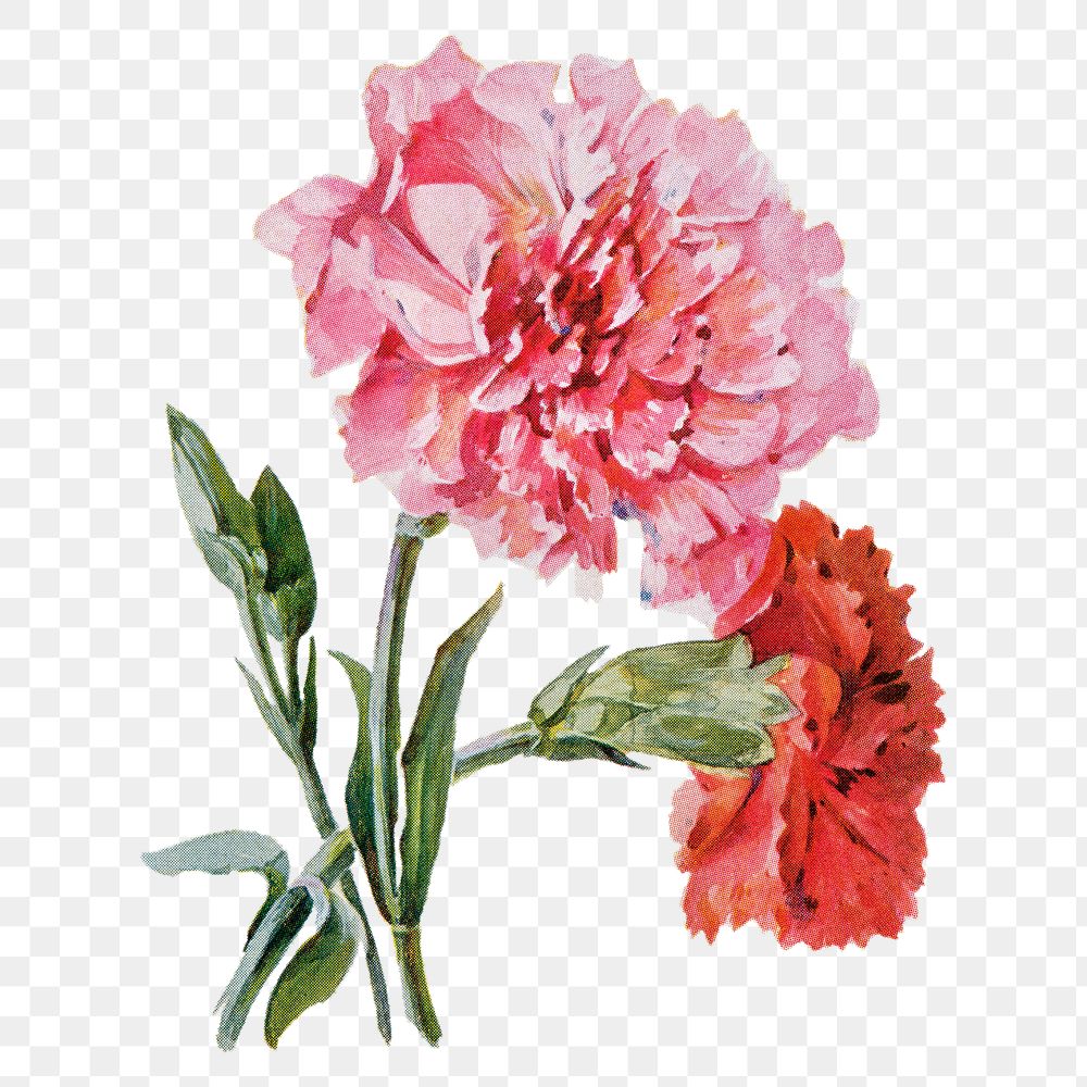 Carnation flower png sticker, watercolor illustration, digitally enhanced from our own original copy of The Open Door to…