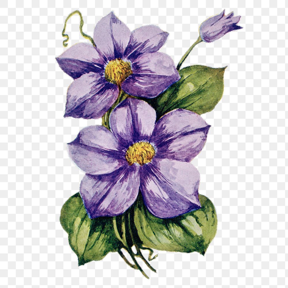 Clematis flower png sticker, watercolor illustration, digitally enhanced from our own original copy of The Open Door to…