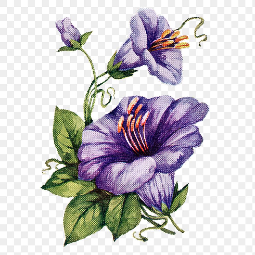 Coboea flower png sticker, watercolor illustration, digitally enhanced from our own original copy of The Open Door to…