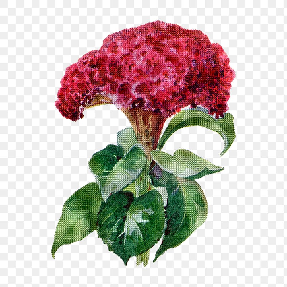 Cockscomb flower png sticker, watercolor illustration, digitally enhanced from our own original copy of The Open Door to…