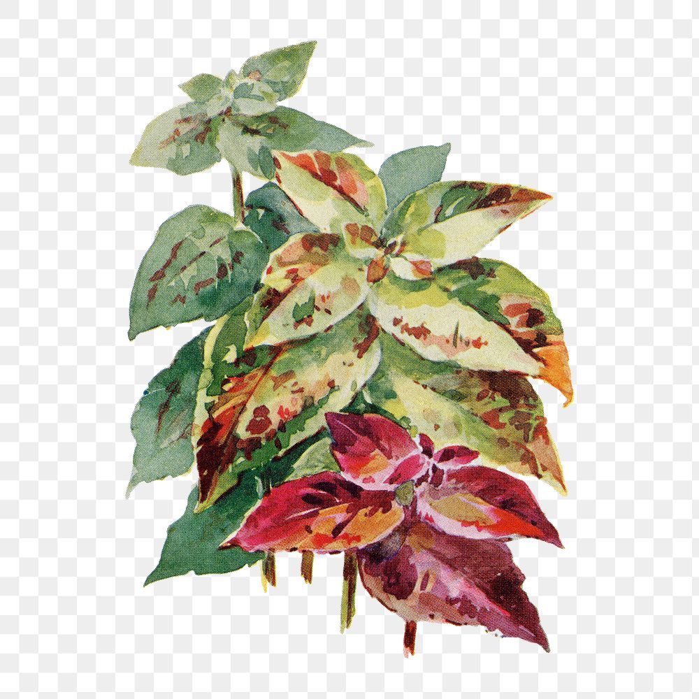 Coleus flower png sticker, watercolor illustration, digitally enhanced from our own original copy of The Open Door to…