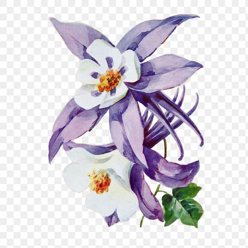 Columbine flower png sticker, watercolor illustration, digitally enhanced from our own original copy of The Open Door to…