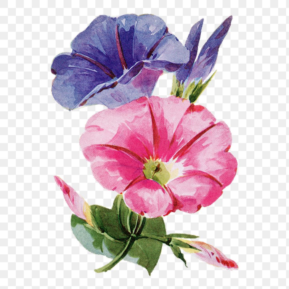 Convolvulus flower png sticker, watercolor illustration, digitally enhanced from our own original copy of The Open Door to…