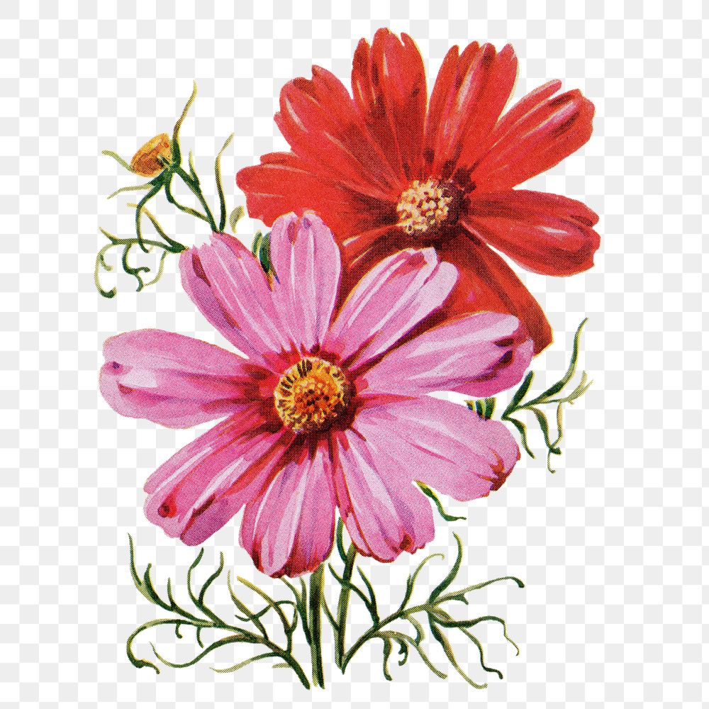 Cosmos flower png sticker, watercolor illustration, digitally enhanced from our own original copy of The Open Door to…