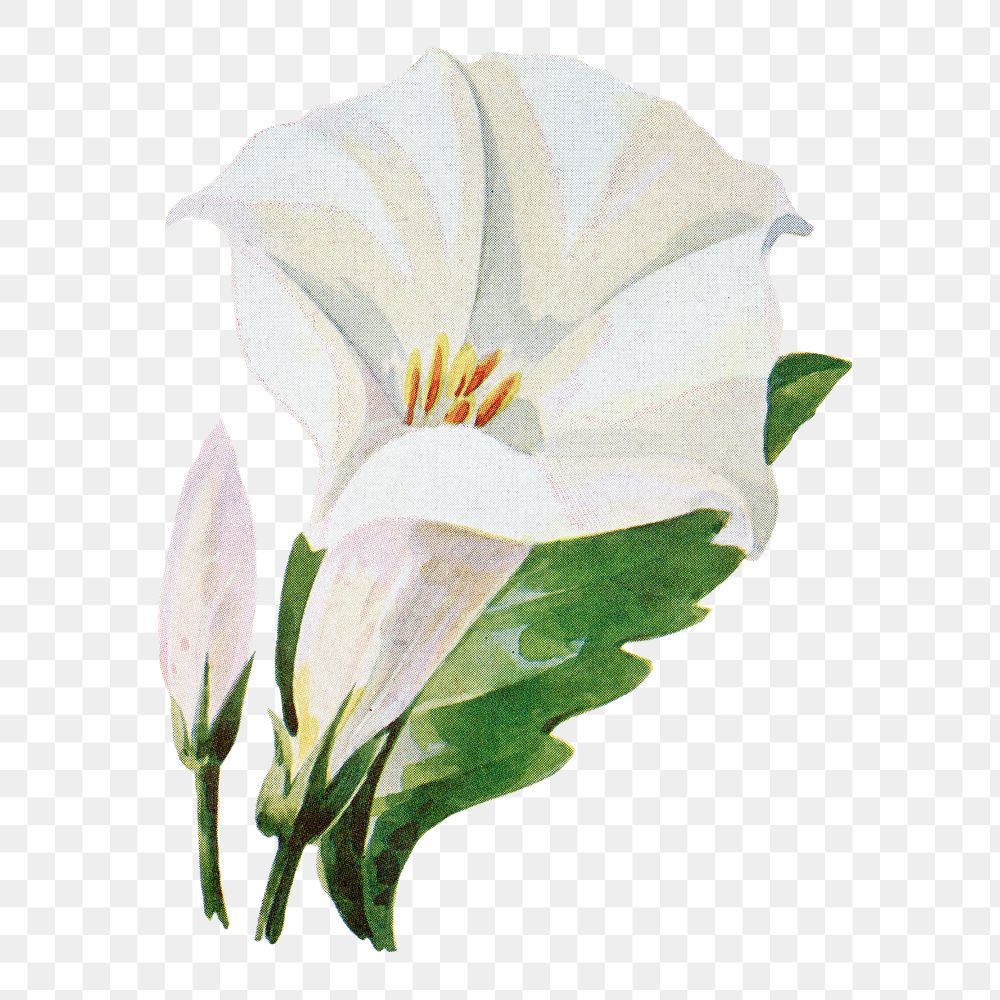 Datura flower png sticker, watercolor illustration, digitally enhanced from our own original copy of The Open Door to…