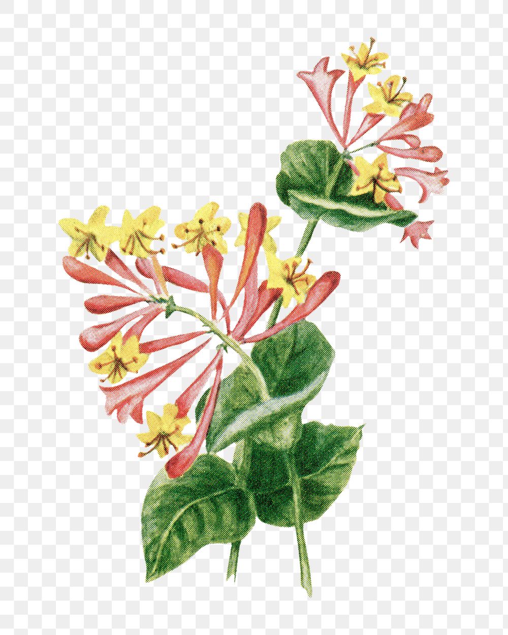 Honeysuckle flower png sticker, watercolor illustration, digitally enhanced from our own original copy of The Open Door to…