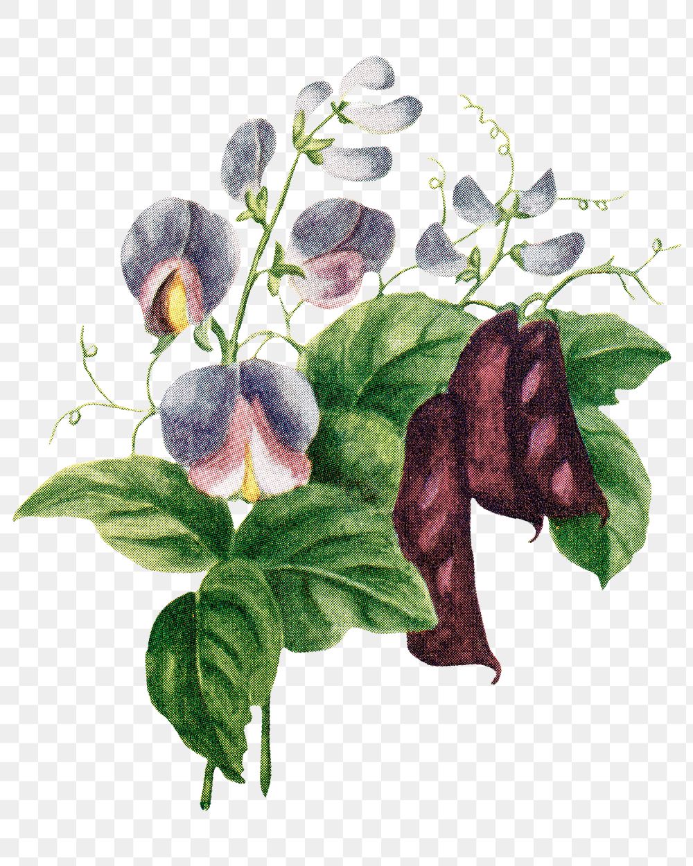 Hyacinth Bean flower png sticker, watercolor illustration, digitally enhanced from our own original copy of The Open Door to…