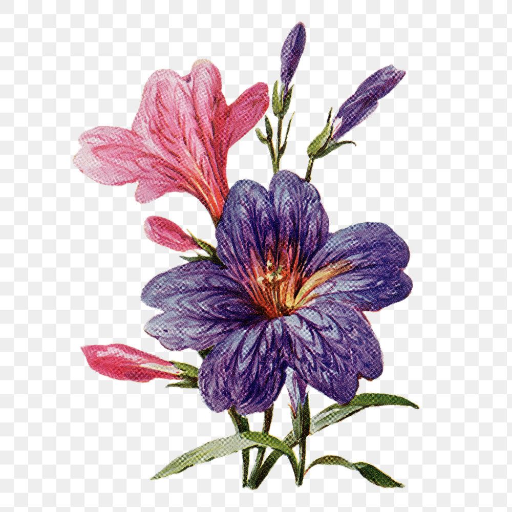 Salpiglossis flower png sticker, watercolor illustration, digitally enhanced from our own original copy of The Open Door to…