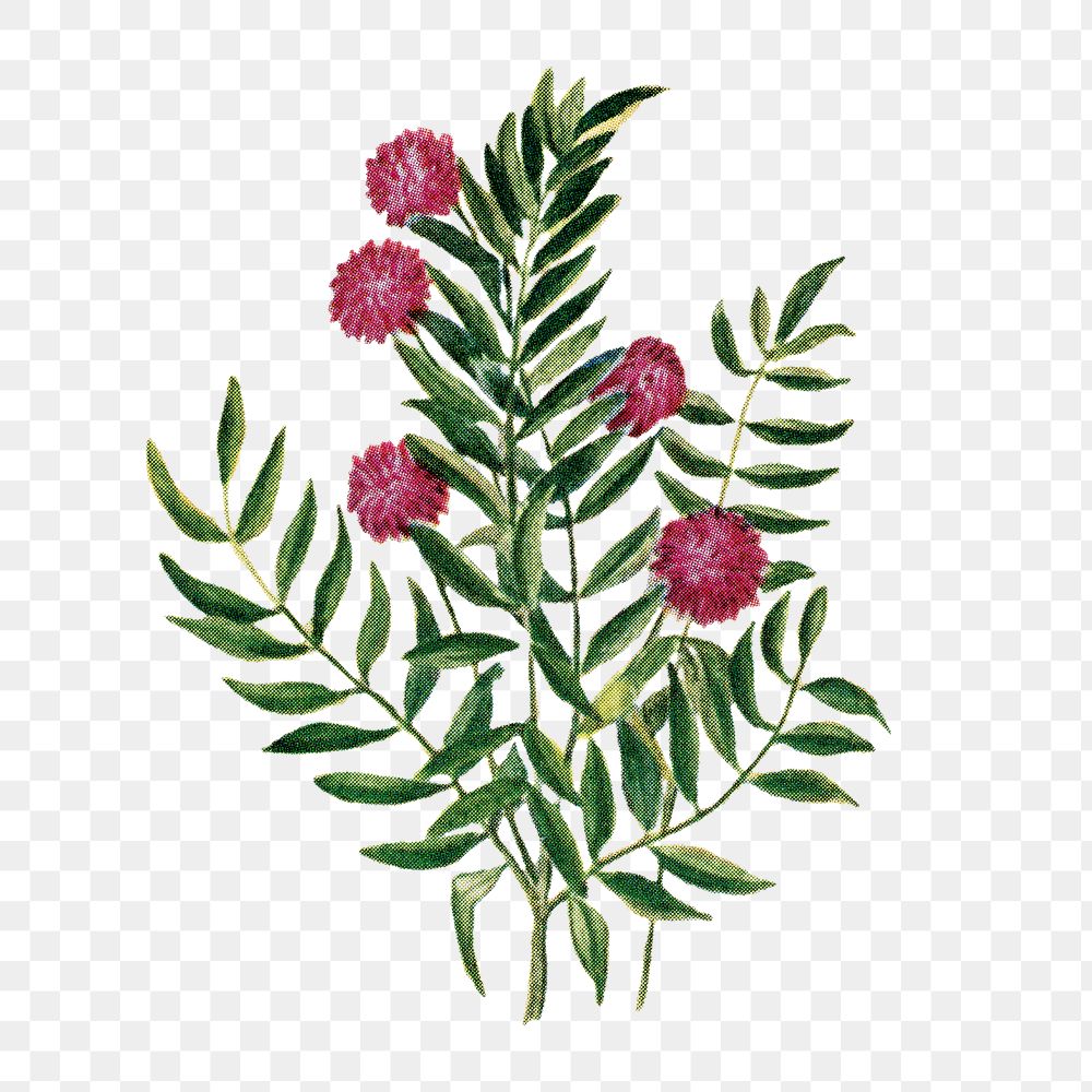 Sensitive plant flower png sticker, watercolor illustration, digitally enhanced from our own original copy of The Open Door…