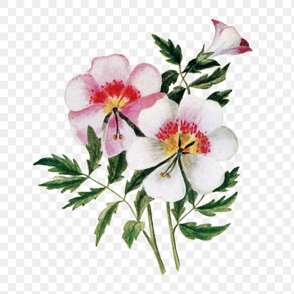 Schizanthus flower png sticker, watercolor illustration, digitally enhanced from our own original copy of The Open Door to…