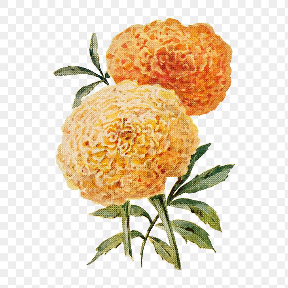 Marigold flower png sticker, watercolor illustration, digitally enhanced from our own original copy of The Open Door to…