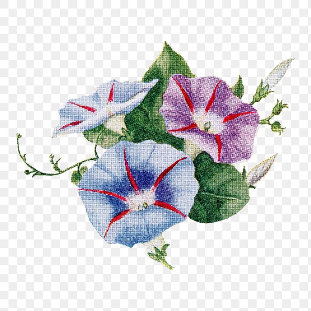 Morning glory flower png sticker, watercolor illustration, digitally enhanced from our own original copy of The Open Door to…