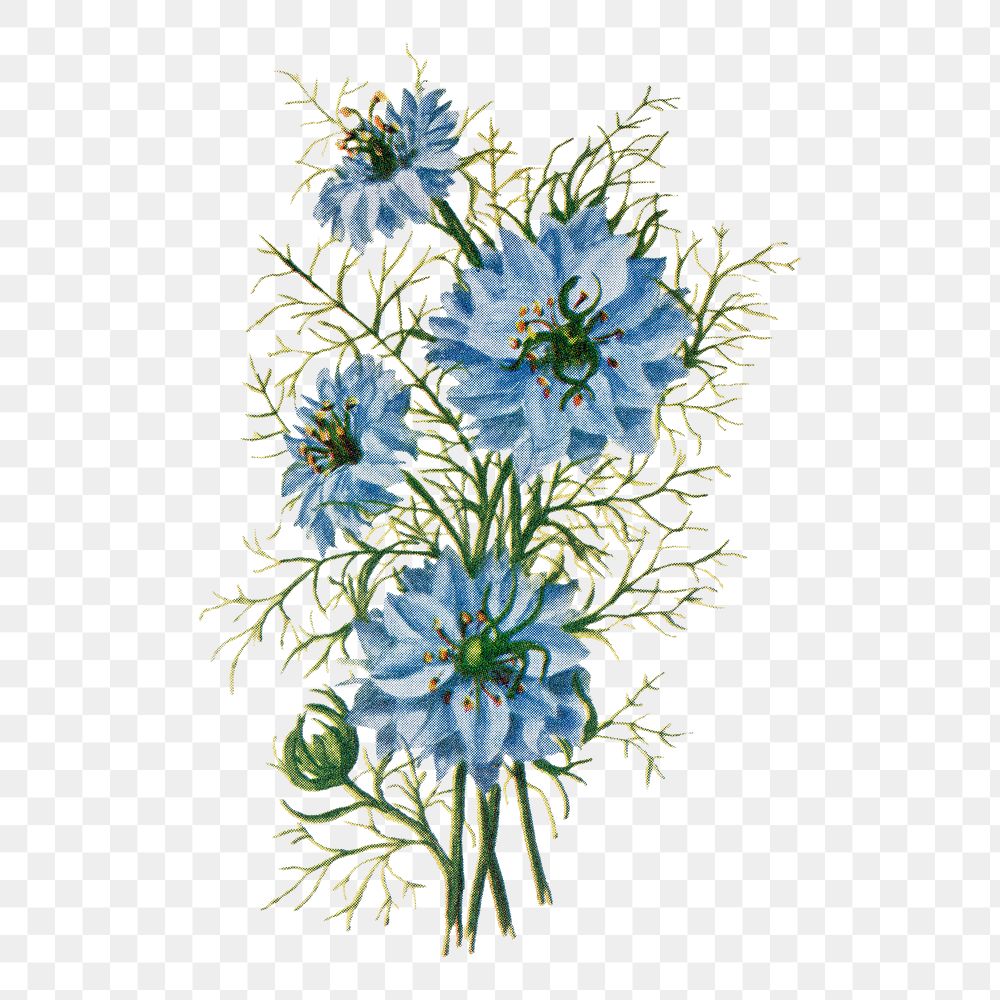Nigella flower png sticker, watercolor illustration, digitally enhanced from our own original copy of The Open Door to…