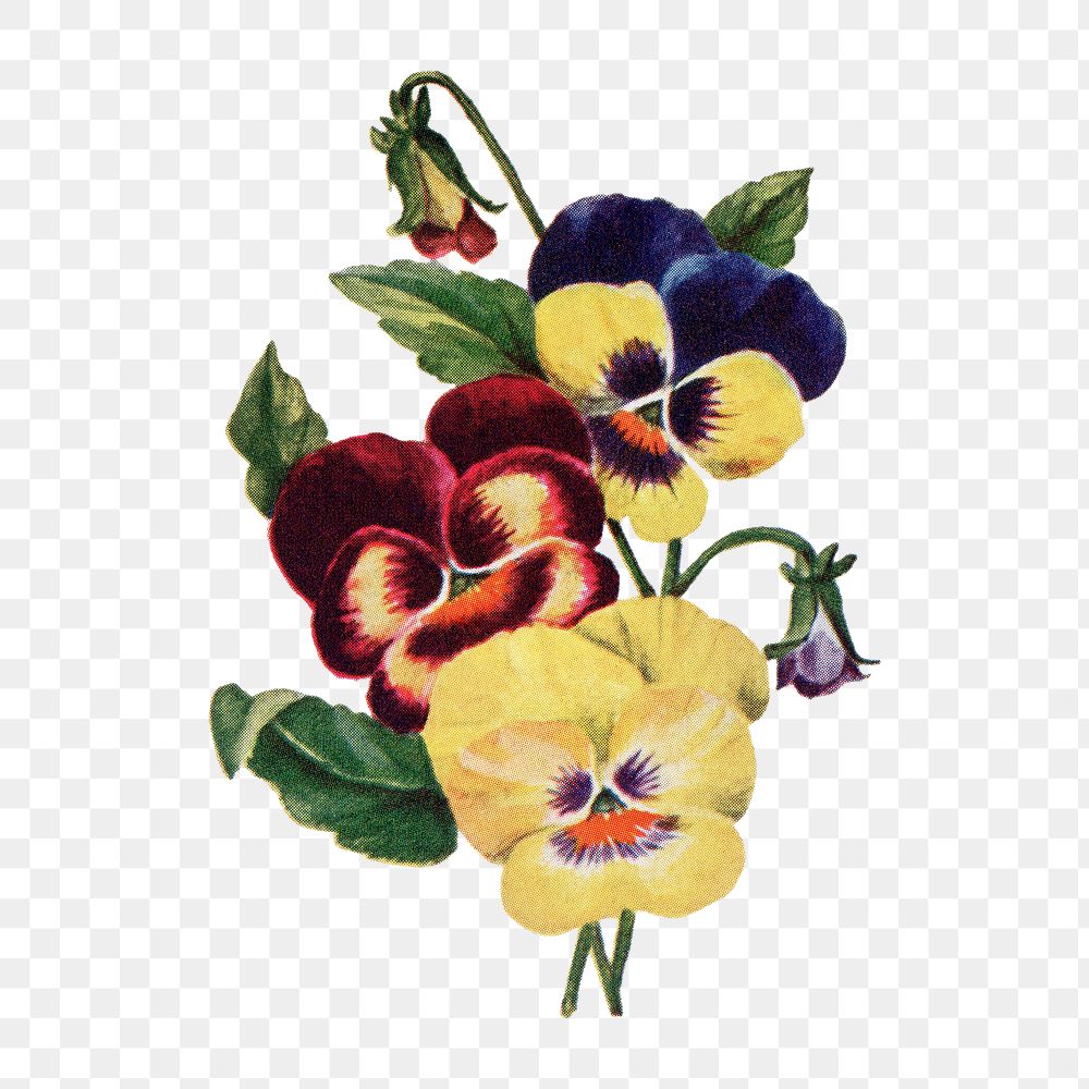 Pansy flower png sticker, watercolor illustration, digitally enhanced from our own original copy of The Open Door to…