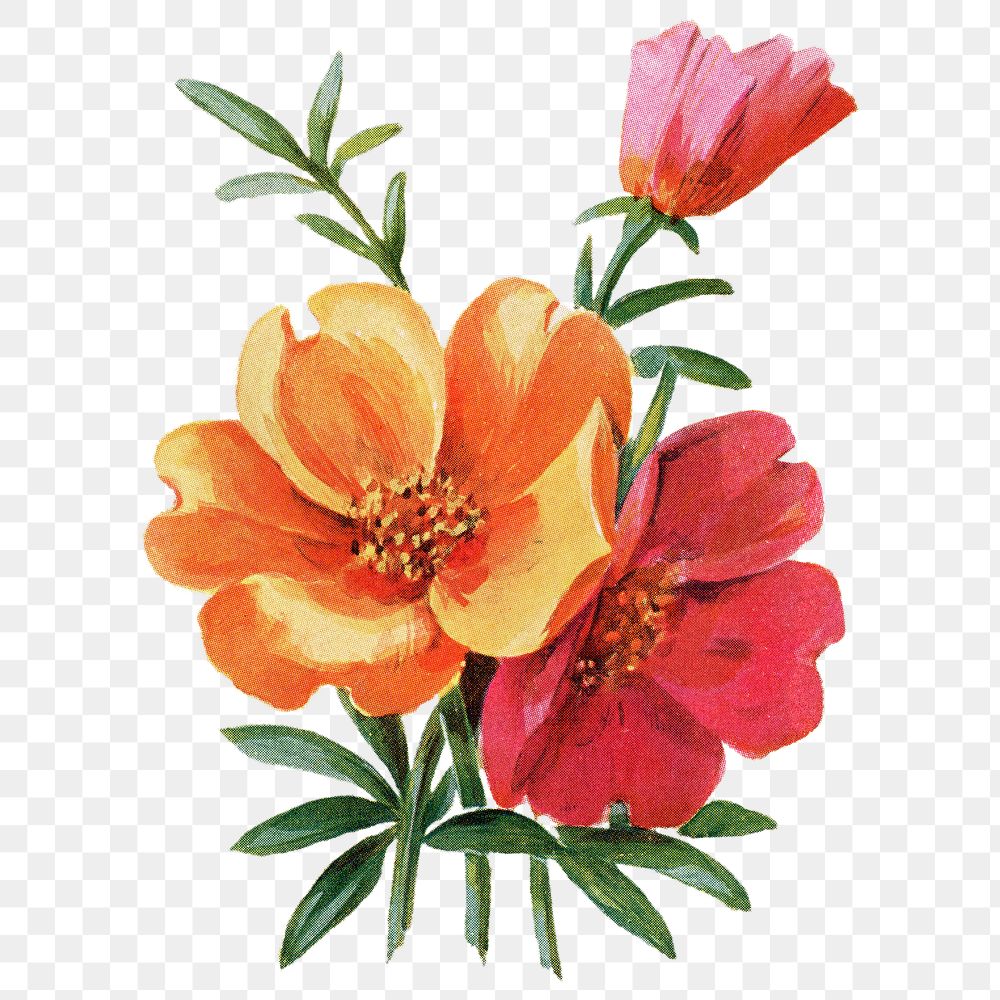 Portulaca flower png sticker, watercolor illustration, digitally enhanced from our own original copy of The Open Door to…