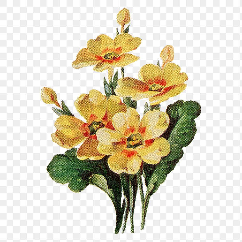 Primrose flower png sticker, watercolor illustration, digitally enhanced from our own original copy of The Open Door to…