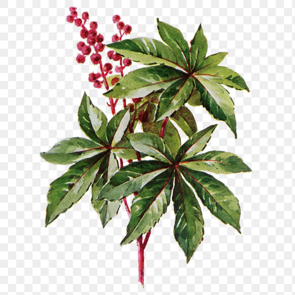 Ricinus flower png sticker, watercolor illustration, digitally enhanced from our own original copy of The Open Door to…