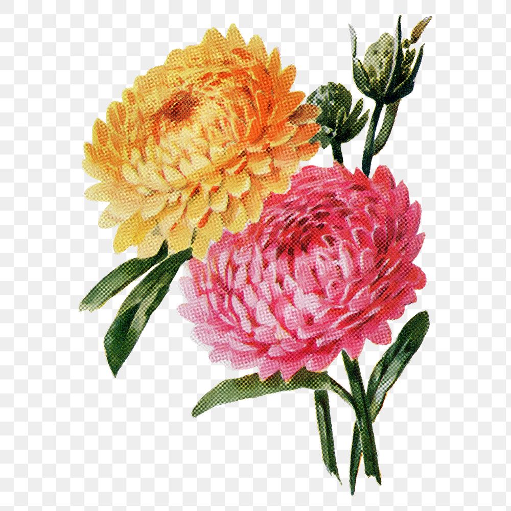Helichrysum flower png sticker, watercolor illustration, digitally enhanced from our own original copy of The Open Door to…