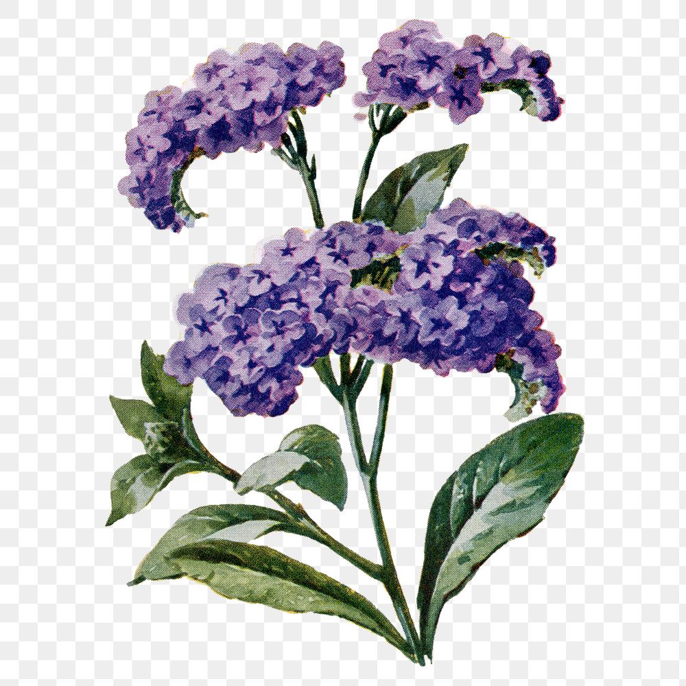 Heliotrope flower png sticker, watercolor illustration, digitally enhanced from our own original copy of The Open Door to…