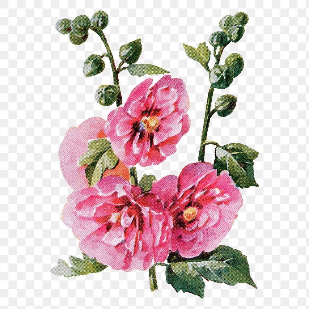 Hollyhock flower png sticker, watercolor illustration, digitally enhanced from our own original copy of The Open Door to…
