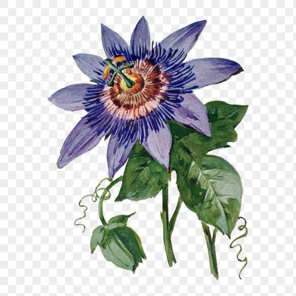 Passion flower png sticker, watercolor illustration, digitally enhanced from our own original copy of The Open Door to…