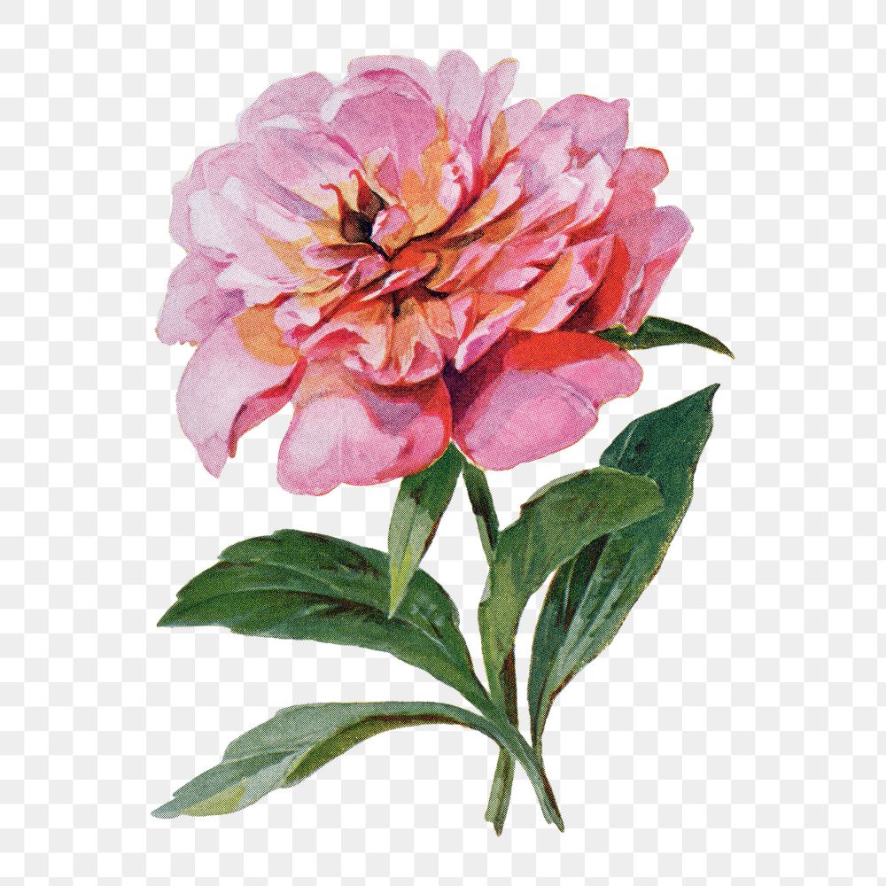Peony flower png sticker, watercolor illustration, digitally enhanced from our own original copy of The Open Door to…