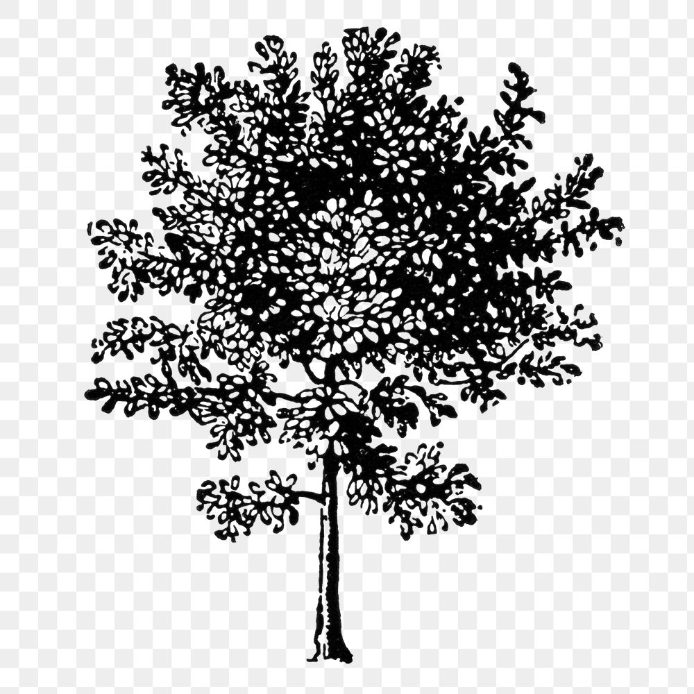 Tree png clip art, hand drawn illustration, digitally enhanced from our own original copy of The Open Door to Independence…