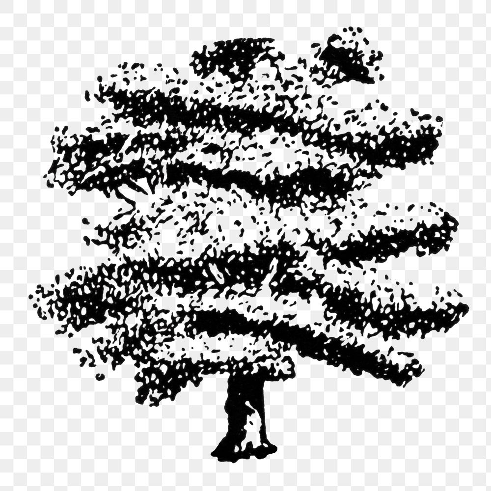 Oak tree png sticker, hand drawn style, digitally enhanced from our own original copy of The Open Door to Independence…