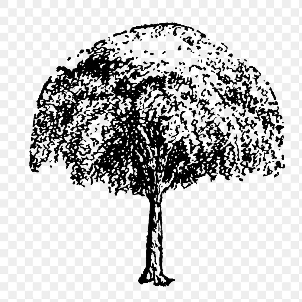 Tree sticker png, hand drawing style digitally enhanced from our own original copy of The Open Door to Independence (1915)…