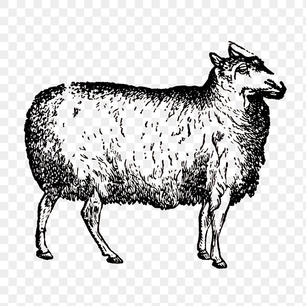 Sheep sticker png, black ink drawing, digitally enhanced from our own original copy of The Open Door to Independence (1915)…