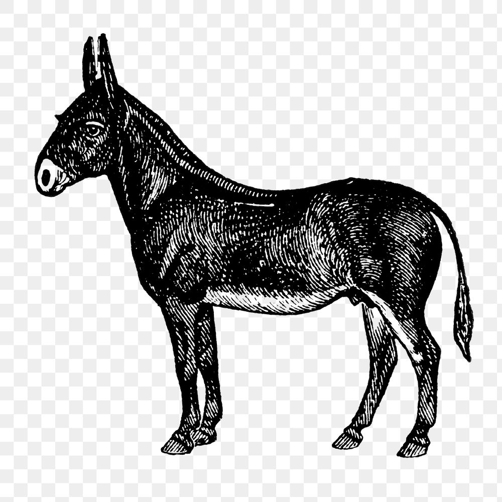 Mule sticker png, black ink drawing, digitally enhanced from our own original copy of The Open Door to Independence (1915)…