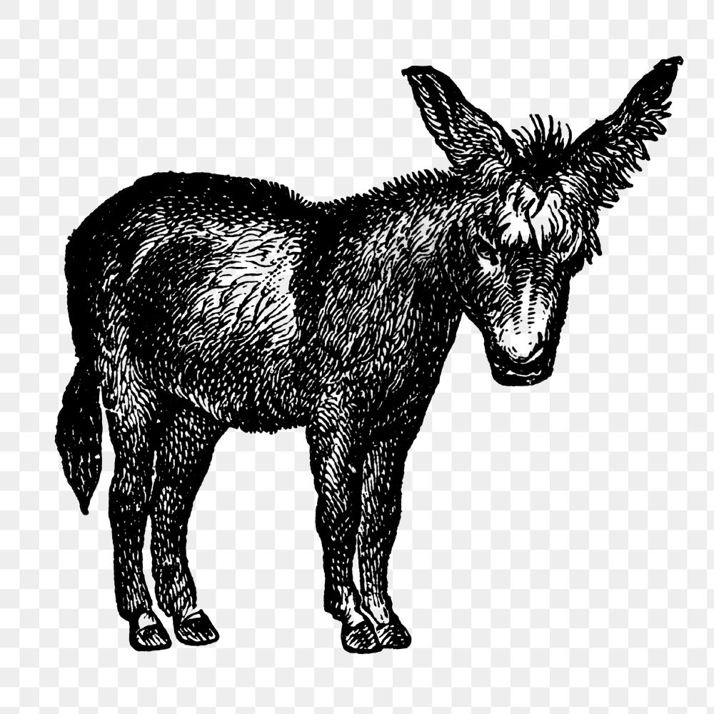 Donkey sticker png, black ink drawing, digitally enhanced from our own original copy of The Open Door to Independence (1915)…