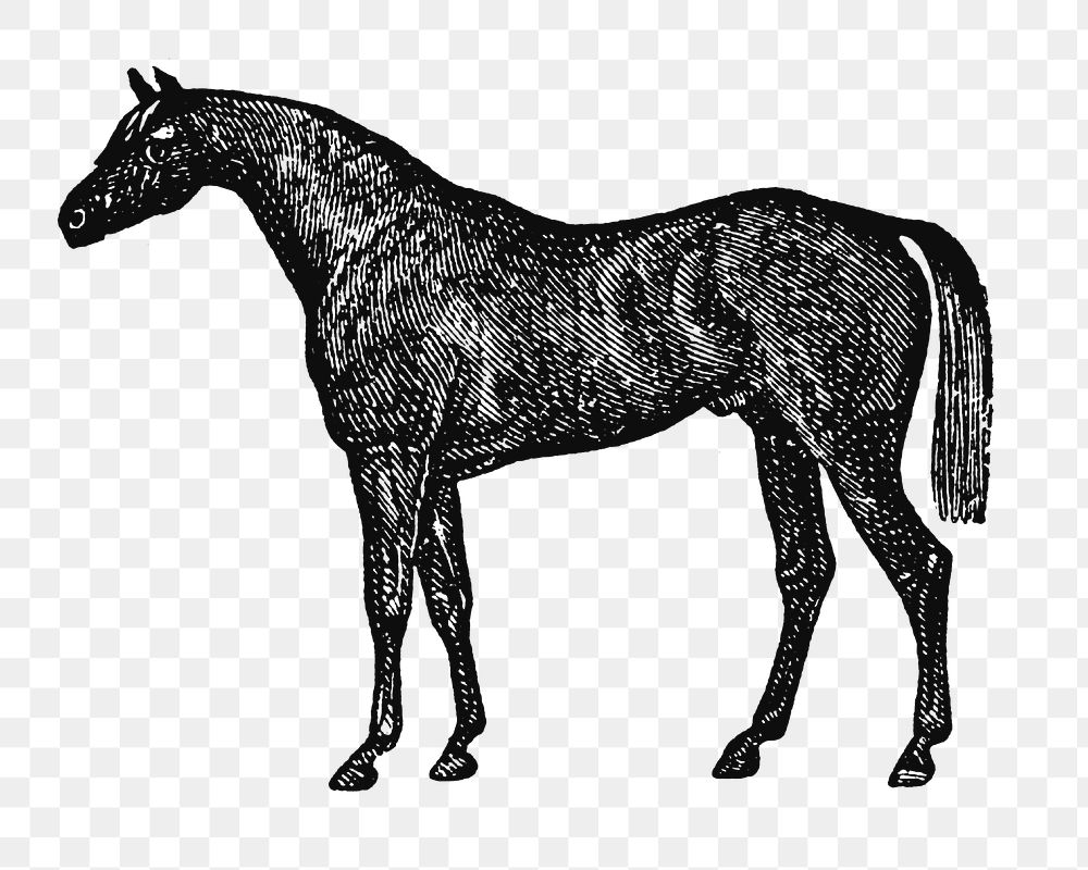 Horse sticker png, black ink drawing, digitally enhanced from our own original copy of The Open Door to Independence (1915)…